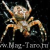 Гадание на пауке