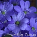 Гадание на цветах