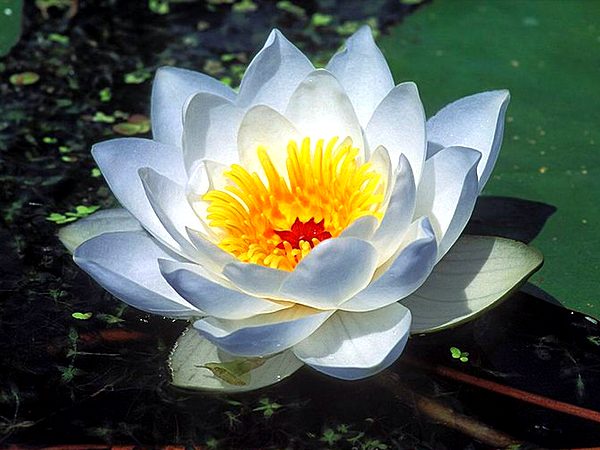 Приворот трава