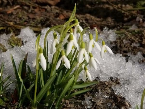 Весеннее гадание на желание