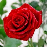 гадание на розе красной