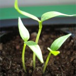 Весенние гадания на будущее. 