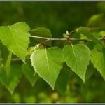 Отношение парня - гадание. 